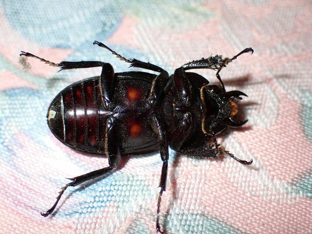 Prosopocoilus lafertei
