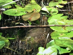Apalone ferox