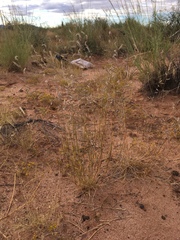 Bouteloua parryi