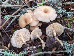 Clitocybe salmonilamella