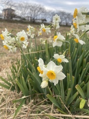 Narcissus