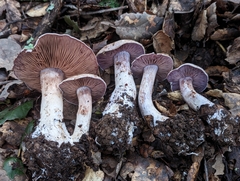 Cortinarius traganus
