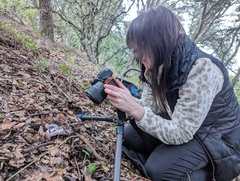 Cortinarius traganus