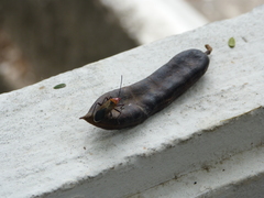 Horciasinus signoreti