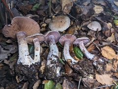 Cortinarius traganus