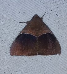 Ophisma tecta