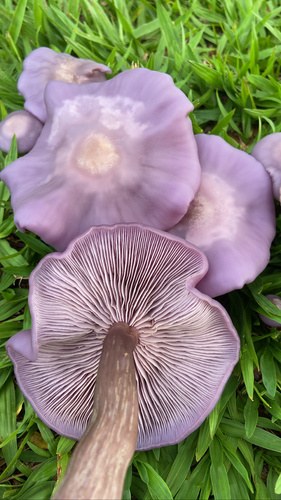 sordid blewit