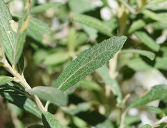 Olearia phlogopappa
