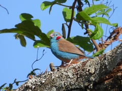 Uraeginthus bengalus