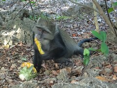 Cercopithecus mitis albogularis