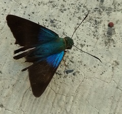 Astraptes