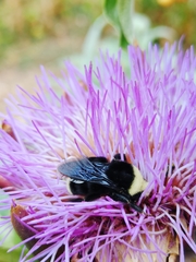 Bombus vosnesenskii