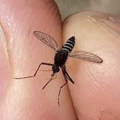 Aedes