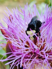 Bombus vosnesenskii