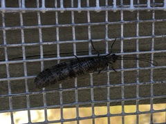 Archichauliodes diversus