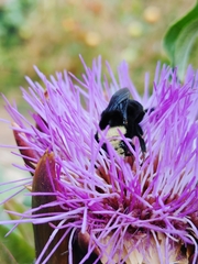Bombus vosnesenskii