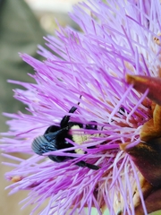 Bombus vosnesenskii