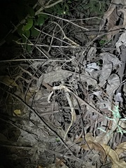 Rieppeleon kerstenii