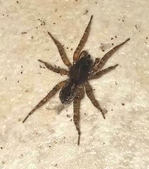 Paratrochosina amica