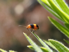 Aulacophora hilaris