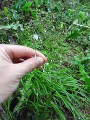 Arthropodium candidum
