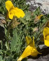 Erythranthe corallina