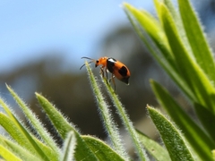 Aulacophora hilaris