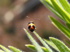 Aulacophora hilaris