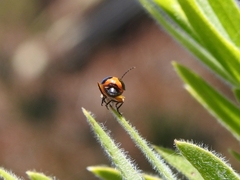 Aulacophora hilaris