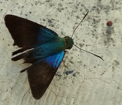Astraptes
