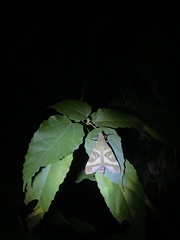 Nephele argentifera