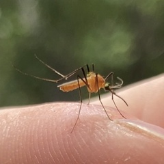 Coquillettidia xanthogaster