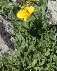 Erythranthe corallina