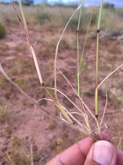 Bouteloua parryi