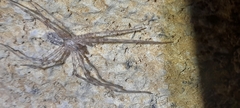 Tamopsis fickerti