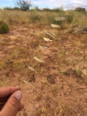 Bouteloua parryi