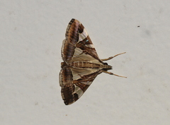 Agrioglypta itysalis