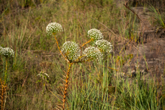 Paepalanthus
