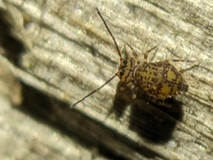 Ptenothrix marmorata