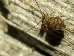 Ptenothrix marmorata