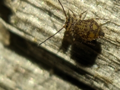 Ptenothrix marmorata