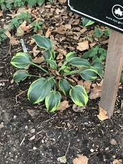 Hosta sieboldiana