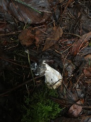 Hypomyces cervinigenus