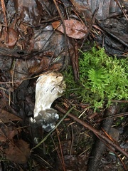 Hypomyces cervinigenus