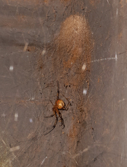 Latrodectus geometricus