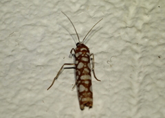 Atteva megalastra
