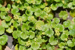 Hydrocotyle algida
