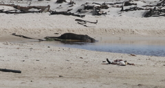 Aonyx capensis capensis