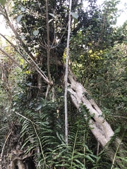 Ficus aurea