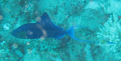 Odonus niger